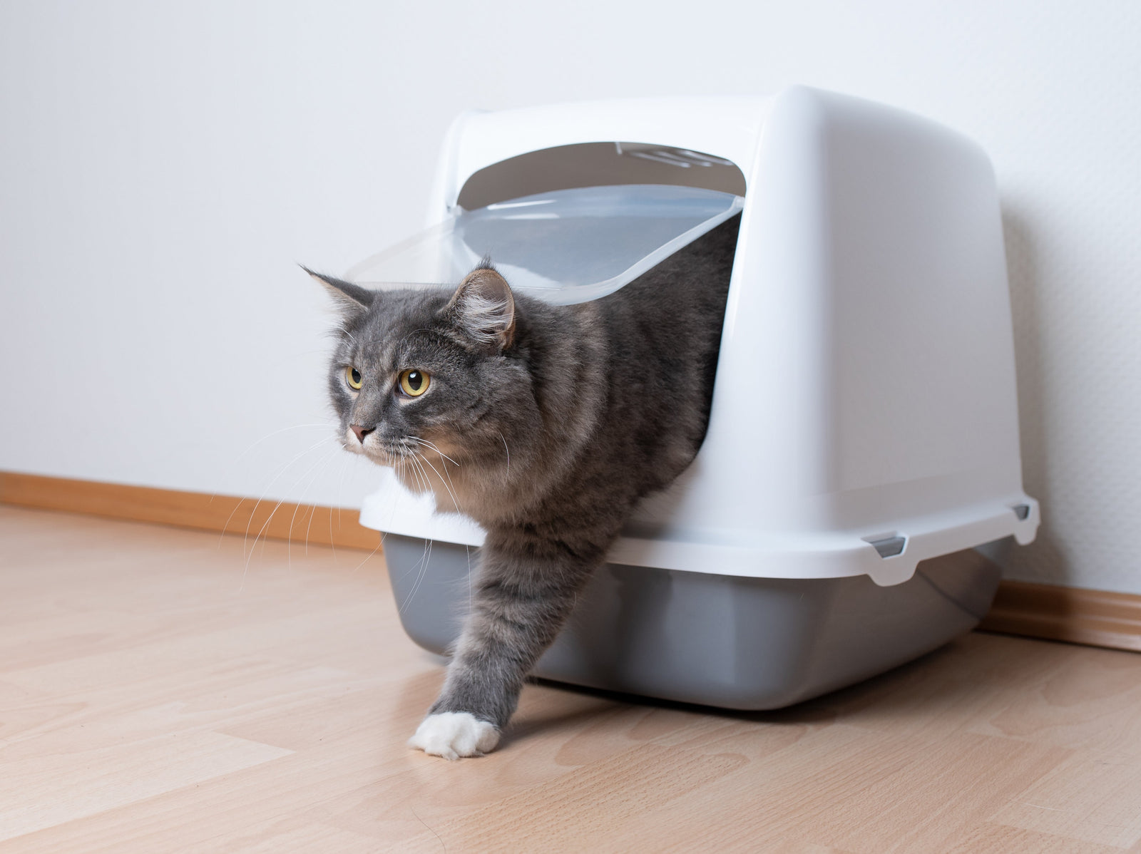 Understanding and Managing Urinary Crystals in Cats