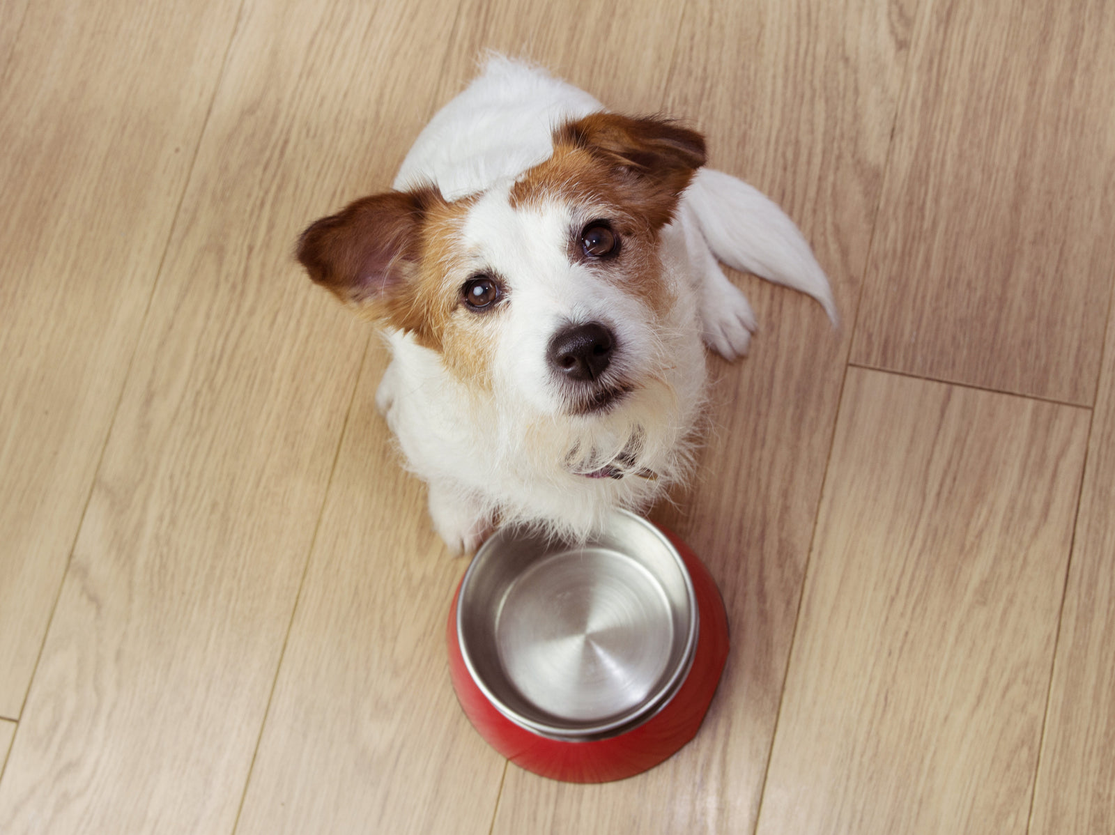 Understanding Your Picky Dog: Solutions for Fussy Eaters