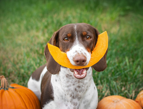 Can I Feed My Dog Pumpkin?