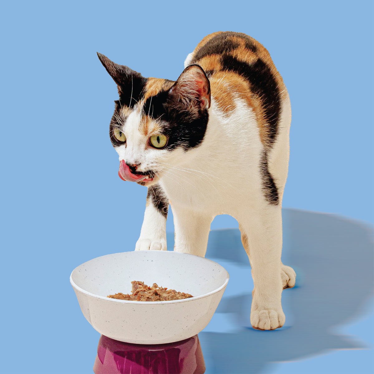 Weruva Cat Person Dry Food: Real Cat Food Made Simple