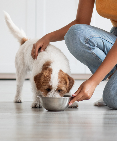 Shop Lower Phosphorus Dog Foods From Weruva